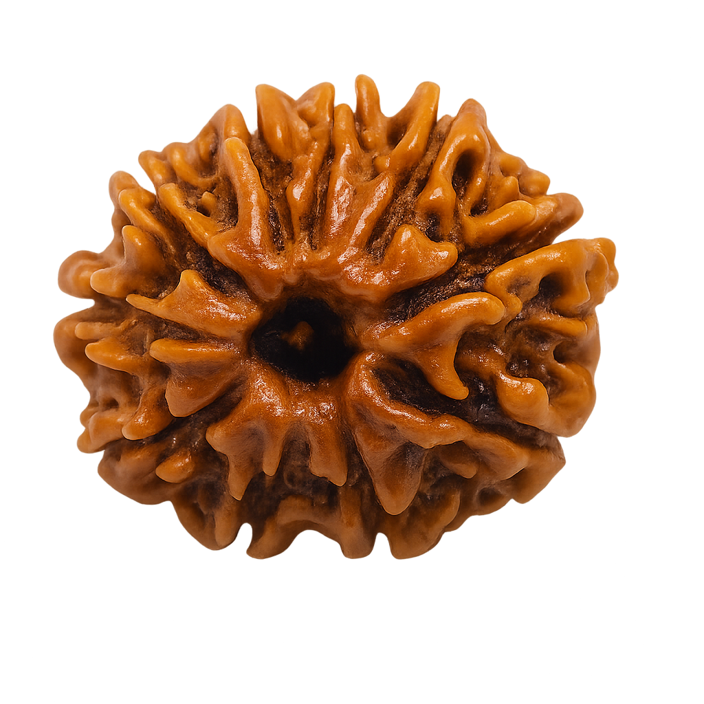10 Mukhi Rudraksha