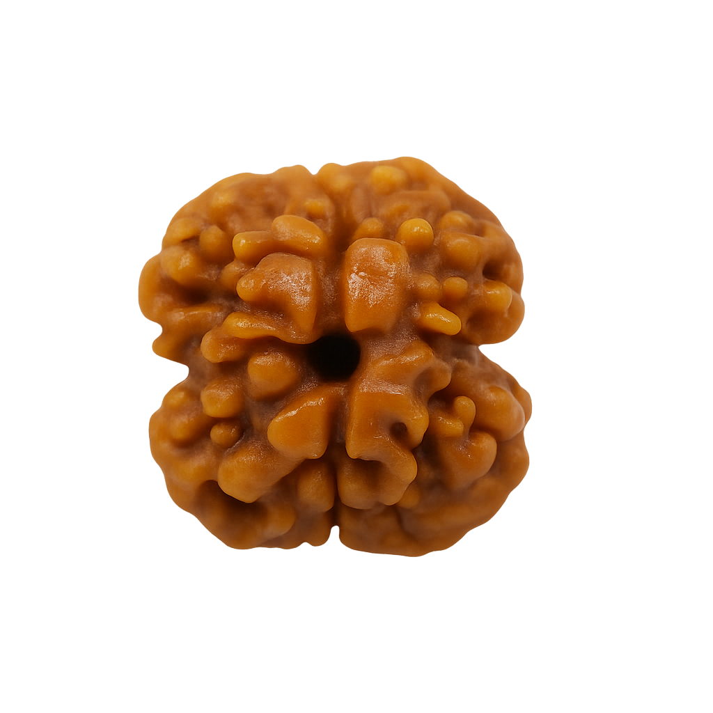 2 Mukhi Rudraksha
