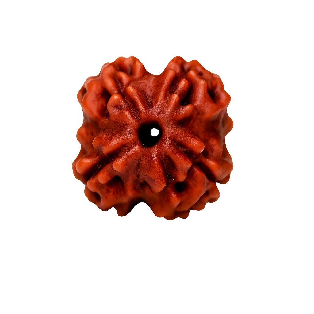 3 Mukhi Rudraksha