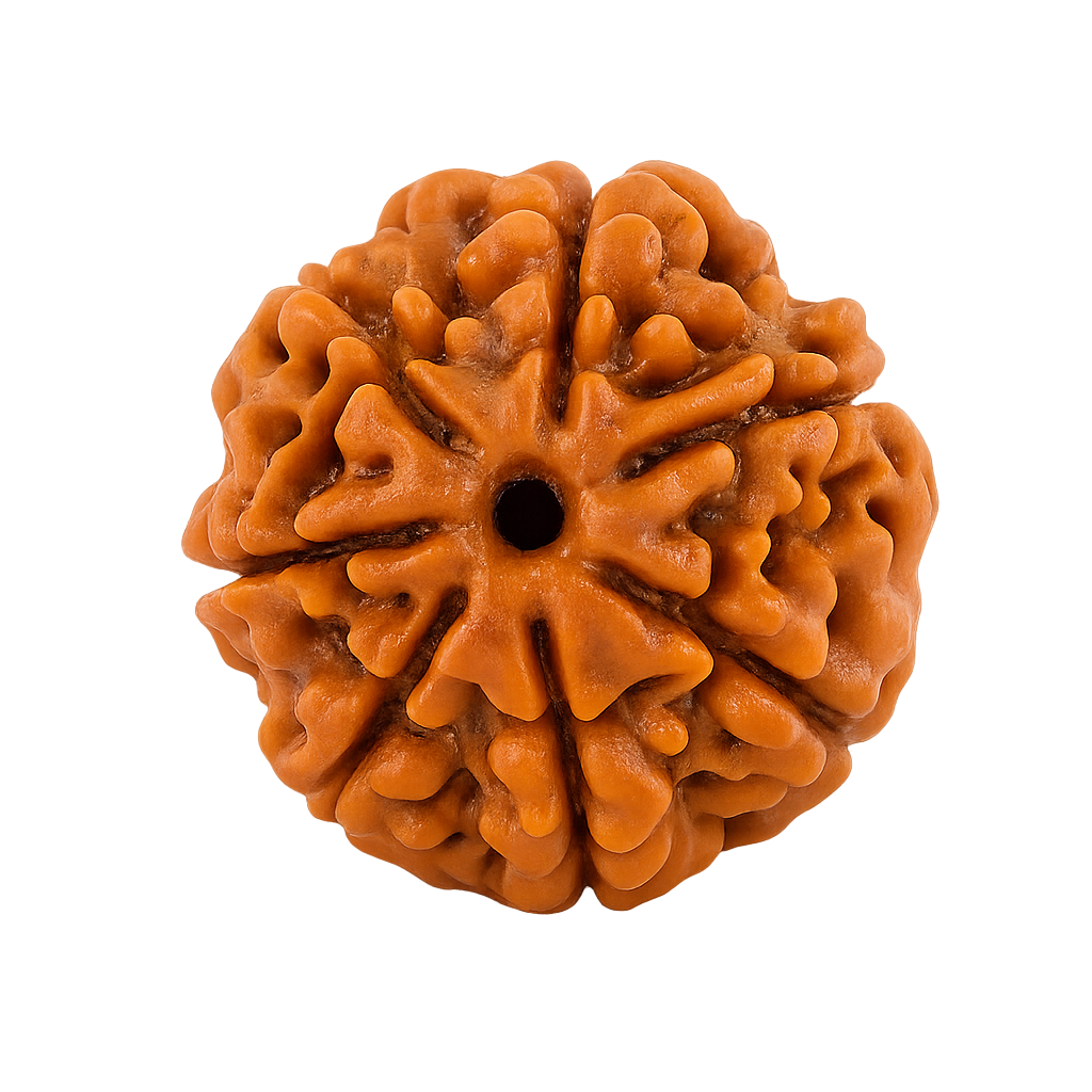 7 Mukhi Rudraksha