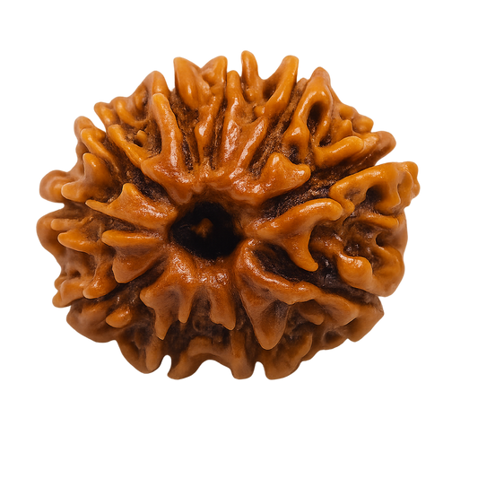 10 Mukhi Rudraksha