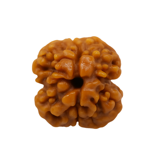 2 Mukhi Rudraksha