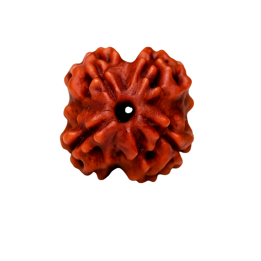 3 Mukhi Rudraksha