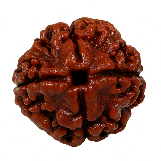 4 Mukhi Rudraksha