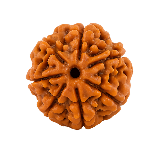 7 Mukhi Rudraksha