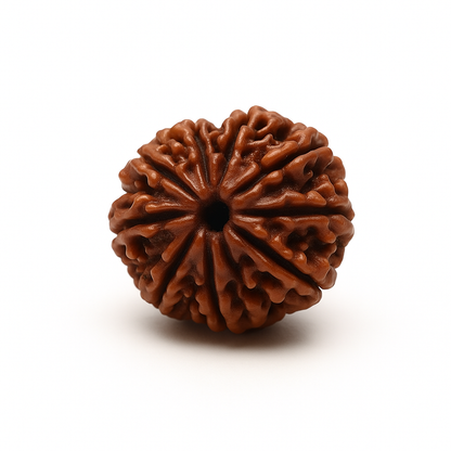 9 Mukhi Rudraksha