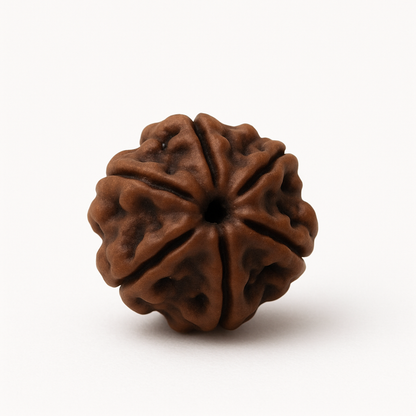 6 Mukhi Rudraksha