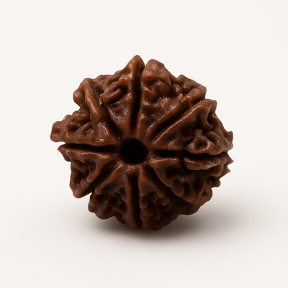 8 Mukhi Rudraksha