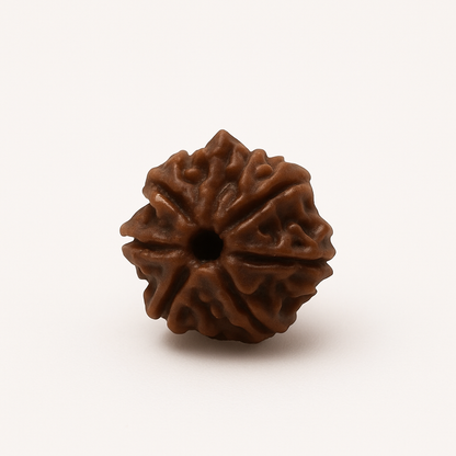 8 Mukhi Rudraksha