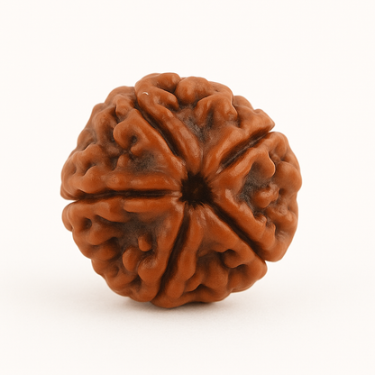 5 Mukhi Rudraksha