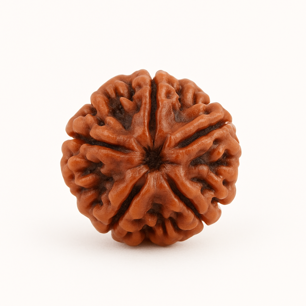 5 Mukhi Rudraksha
