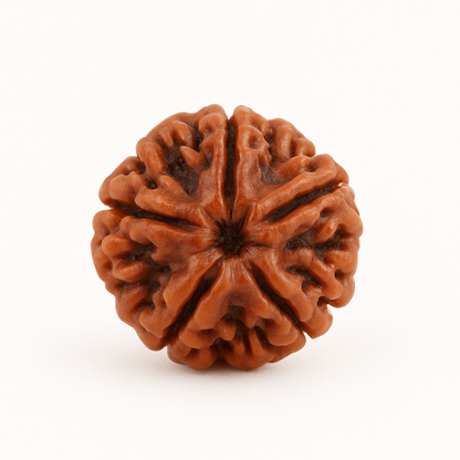 5 Mukhi Rudraksha
